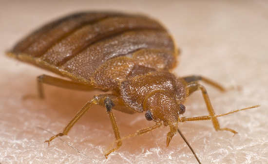 Bed bugs are about the size of an apple seed.